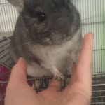 @chester.chinchilla - Instagram