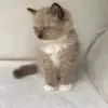 Chester Chin - @chester.chin8 - TikTok
