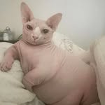 Chester crow - @fat.naked.cat - Instagram