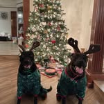 Chester & Dolly - @chester_dolly_carrillo - Instagram