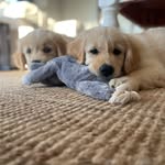 Chester & Dolly 🐾 - @chesteranddollygoldentimes - Instagram
