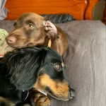 Chester, Dolly And Hazel - @chester_dolly_the_dachs - Instagram