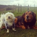 Chester & duke - @dukey_chester - Instagram