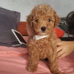 Chester & Duke 🐶💕🐶  poodlestoy - @chestduke - Instagram