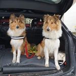 Chester and Duke🐕‍🦺🐕‍🦺 - @rough_collie_adventures - Instagram