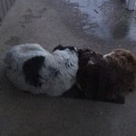 Chester and Duke - @the_tales_of_chester_and_duke - Instagram