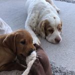 Chester And Duke Mackenzie❤️ - @chester_and_dukes_adventures - Instagram