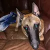 Chester Duke - @pappyishappy - TikTok