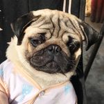 Chester Duke 🐾 - @chester.duke_thepug - Instagram