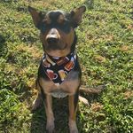 Duke & Chester - @duke_and_chester - Instagram