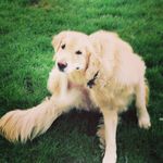 Duke And Chester - @dukeandchester - Instagram