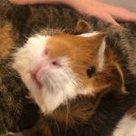 DUKE! - @duke_chester.guinea - Instagram