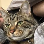 Duke - @duke_of_chester - Instagram
