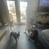 Opie_dizzy_duke_and_chester - @opiedizzydukeandchester - TikTok