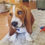 Sir Chester + Duke Charles - @sirchesterthebasset - Instagram