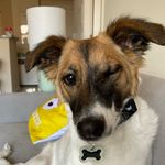 Sir Chester, Duke of DC - @official_sir_chester - Instagram