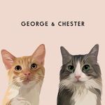 Chester & George Gray - @2_thicc_cats - Instagram