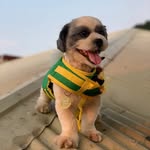 Chester & Gray - @chesterngray - Instagram