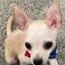 Chester Gray - Facebook
