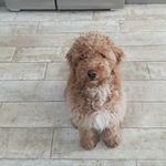 Chester gray-Rideout - @chester_grayrideout_ - Instagram