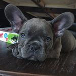 Chester Gregory - @chestergregory_ - Instagram