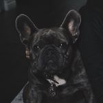 Chester Gregory-Cook - @chedgreg - Instagram
