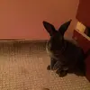 🐇Chester🍀 - @chester_hamilton - TikTok