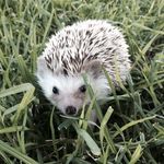 Chester Hamilton - @lifeofchesterhamilton - Instagram