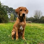 Chester Howard - @chester.foxred - Instagram