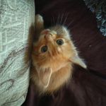 Chester Howard Johnson - @_chester2.0_ - Instagram