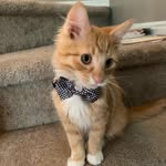 Chester Cheeto Kennedy I - @chester_cheeto_k - Instagram