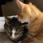 chester & kirk - @babychesterclub - Instagram