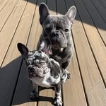Chester & Luna The Frenchies🐾 - @chester_luna_ - Instagram