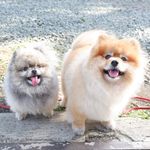 CHESTER and LUCY - @chesterlucypoms - Instagram