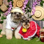 Chester y Luna 🐶 - @ches.terluna - Instagram