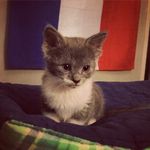 Caspian Chester Mathis - @purple_cat_caspian - Instagram