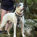 Chester James Bean McLaughlin - @chester_bean2021 - Instagram