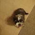 Chester Merrell - Facebook