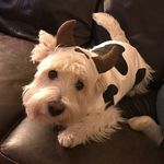 Chester BrutusBuckeye Morrison - @misterwest2020 - Instagram