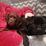 Layla And Chester Morrison - @laylapug_and_chester - Instagram