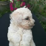 C.C.M. - @chester.moss - Instagram