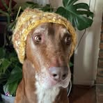 Chester Moss - Facebook