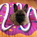 Chester Moss🐶❤️ - @x.chester.the.frenchie.x - Instagram