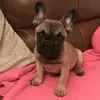 Chester moss🐶❤️ - @x.chester.the.frenchie.x - TikTok