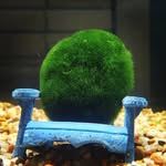 Chester the Mossball - @chester_the_mossball - Instagram