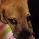 🐶CHESTER TOMMY MOSS🐶 - @chestertommymoss2014 - Instagram