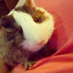Chester Murray - @chester_the_charmer - Instagram