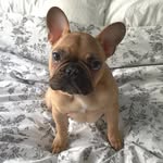 Murray Chester - @murraychesterthefrenchie - Instagram