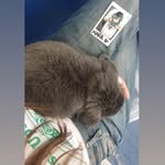 Chester Nolan - @bannyknutas - Instagram