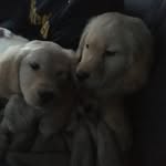 Chester & Penny Patterson - @chester_and_penny - Instagram